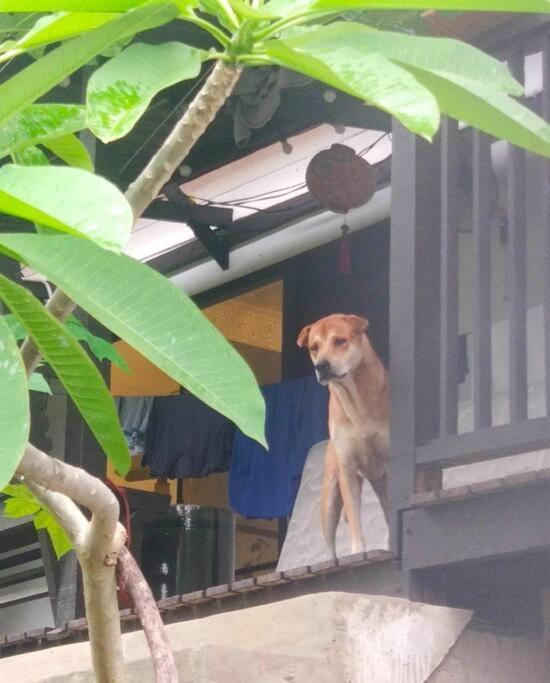Kk Jungle Hideaway Lovely 5 Mins Walk To Town